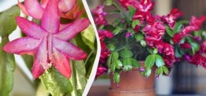 Как заставить декабрист зацвести к Рождеству