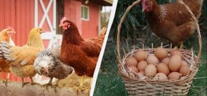 Столовую ложку средства в поилку: куры несутся всю зиму и не болеют с такой добавкой