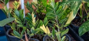 Заміокулькас стане пишним і зеленим: ось як його потрібно поливати, щоб не загнив