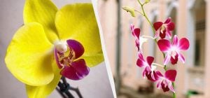 Как ухаживать за орхидеей зимой, чтобы не сгнила и зацвела снова: советы экспертов