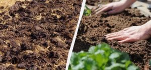 Що потрібно закопати в город перед зимою: лайфхак, який знають тільки досвідчені городники