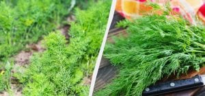 Укроп взойдет густым ковром: как и когда правильно посадить его под зиму