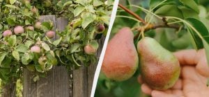 Щоб яблуні з грушами не хворіли і щедро плодоносили: чим підживити сад під зиму