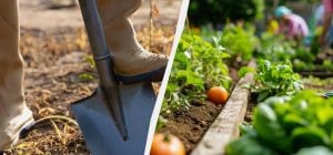 Досвідчені дачники і городники кладуть картон на дно грядки: ось навіщо це потрібно