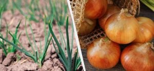 7 самых вкусных и урожайных сортов озимого лука: собирать будете мешками