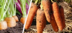 Морква буде великою навіть без добрив: потрібно виконати всього 3 умови