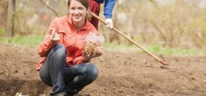 Що не можна садити після цибулі під зиму: 90% дачників роблять одну й ту саму помилку