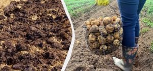 Осенняя подкормка для крупной и вкусной картошки: вот чем удобряют огород опытные дачники