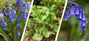 Опасные луковицы: 5 растений, которые не стоит сажать в саду