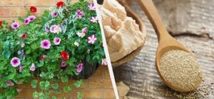 На зиму в петунії вношу склянку добрива: це підживлення є на кожній кухні