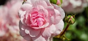 Садоводы назвали простой способ уберечь розы от болезней накануне зимы