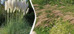 Эти 6 популярных декоративных трав могут уничтожить ваш сад