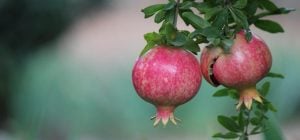 Виростити гранатове дерево можна в себе вдома: експерти з садівництва розповіли, як саме