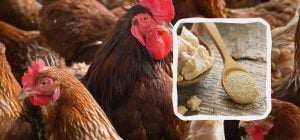 Почему на зиму курам нужно дать дрожжи: фермеры в восторге от этой добавки