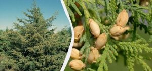 Не спешите с секатором: какие хвойные не переносят осеннюю обрезку