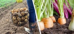 Після картоплі наступного року не можна садити ці 7 рослин: урожаю навіть не чекайте