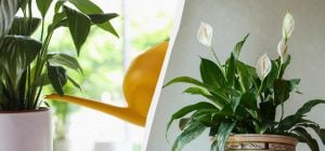 Як взимку поливати квітку жіноче щастя: досвідчені садівники дали перевірені поради