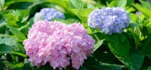 Как правильно обрезать гортензии для пышного цветения: советы садоводов