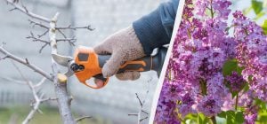 Сирень будет вся в цветах: как и когда обрезать кусты перед зимой