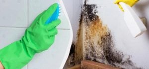 Чорна цвіль зникне назавжди: ось чим потрібно її попшикати