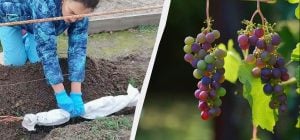 При такой отметке на градуснике нужно накрыть виноград: без этого он замерзнет