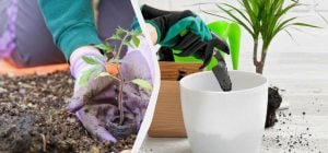 Что и когда сажать: подробный посевной календарь для дачников на декабрь