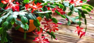 Секрет пышного цветения рождественника: как и когда его поливать