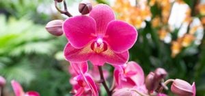 Орхідея в'яне на очах: як повернути рослину до життя