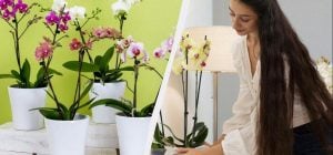 Простая уловка "разбудит" орхидеи: цветут как сумасшедшие даже зимой