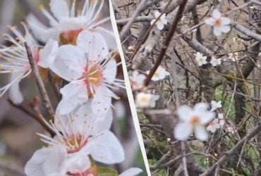 В Одесской области из-за изменения климата неожиданно зацвела алыча (видео)