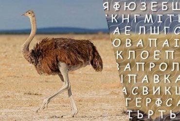 Тільки люди з високим IQ знайдуть слово страус за 10 секунд: хитра головоломка