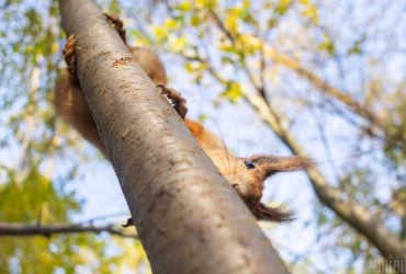 Сьогодні в Києві буде дуже тепло, попереду - похолодання