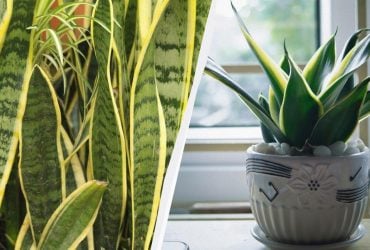 Як доглядати за сансевієрією взимку, щоб вона залишалася здоровою цілий рік