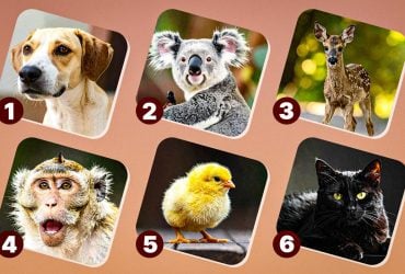 На яку тварину ви схожі за інстинктами: незвичайний тест на особистість