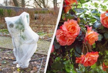 20-хвилинна процедура врятує ваші троянди взимку: як укрити, щоб не замерзли
