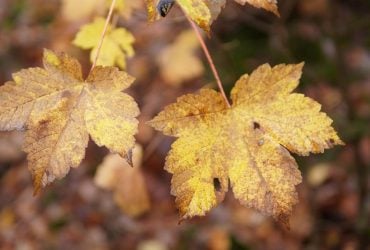 13 листопада дощів в Україні стане менше, але похолоднішає