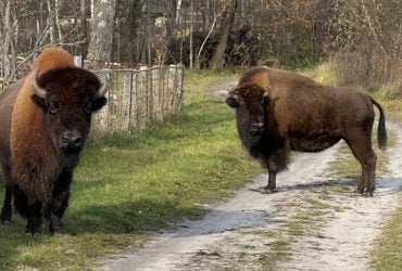 Гуляли возле людей: в Житомирской области заметили двух краснокнижных зубров (фото)