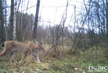 Біля Чорнобиля помітили небезпечного хижака: дослідники назвали 5 цікавих фактів про нього