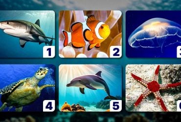 Турботливий, самотній або вразливий: обрана тварина розповість, яка ви людина