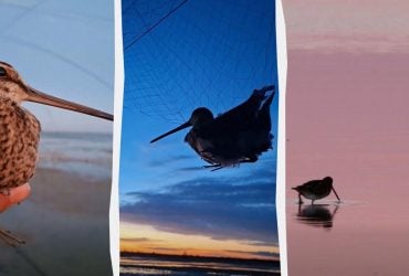 На Одещині спіймали птаха, на честь якого названо астероїд (фото)