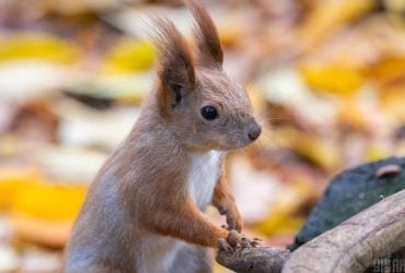 6 листопада потішить киян осіннім сонцем і теплом