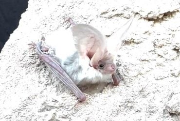 Вуха, як у зайця: вчені знайшли вид кажанів, якого ніхто не бачив 55 років (відео)