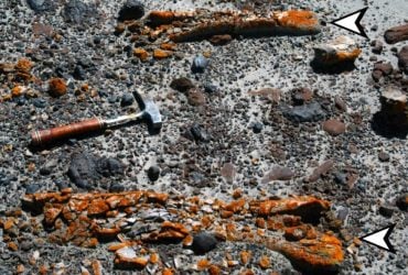 Ученые нашли окаменелости динозавров возрастом в миллионы лет с помощью лишайников