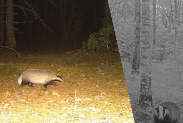 Риє нори та захищається від хижаків: поблизу Чорнобиля зафіксували цікаву тварину у шубі