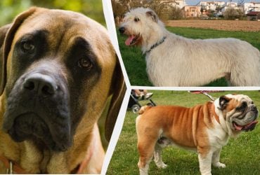 Какие собаки самые спокойные: ветеринары назвали топ-8 пород