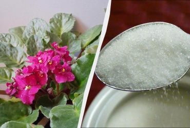 Одну ложку на літр води - і фіалка цвістиме всю зиму: це підживлення є у всіх