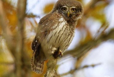 Справжній хижак: біля Чорнобиля побачили найменшу сову України (фото)