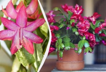 Як змусити декабрист зацвісти до Різдва