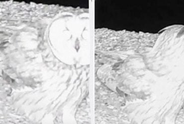 На Одещині зафіксували раритетну сову з вушками (відео)