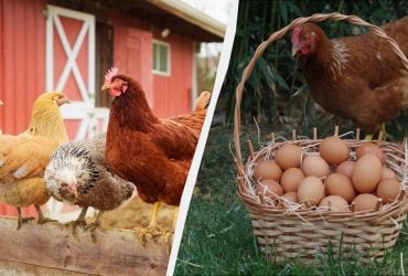 Столову ложку засобу в поїлку: кури несуться всю зиму і не хворіють із такою добавкою